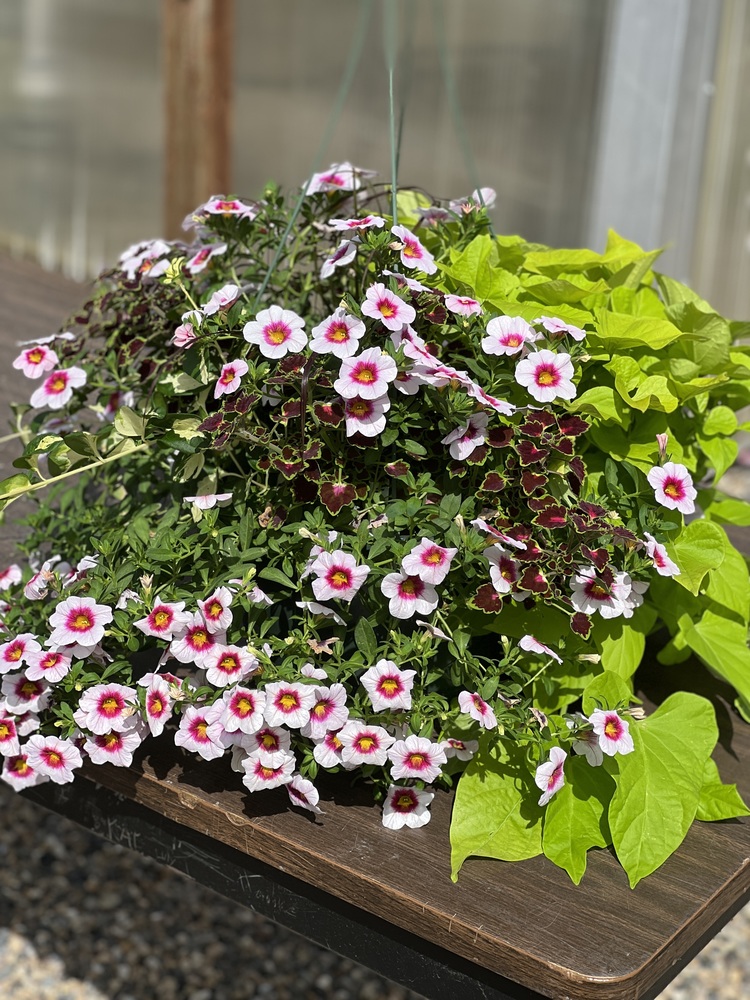 Hanging Basket