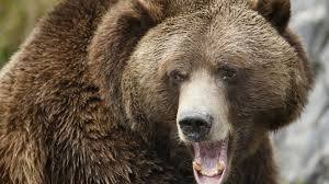 grizzly growling