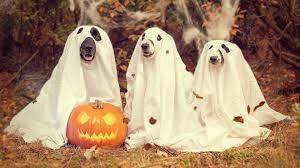 bears with pumpkins